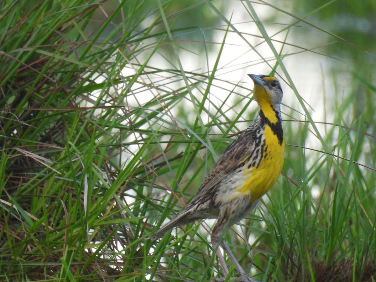 Eastern Meadowlark - ML635576766