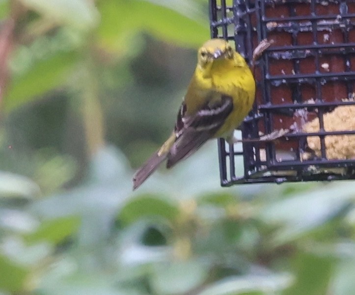 Pine Warbler - ML635576801