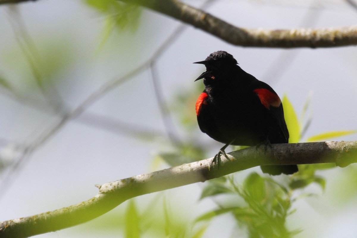 Red-winged Blackbird - ML635576963