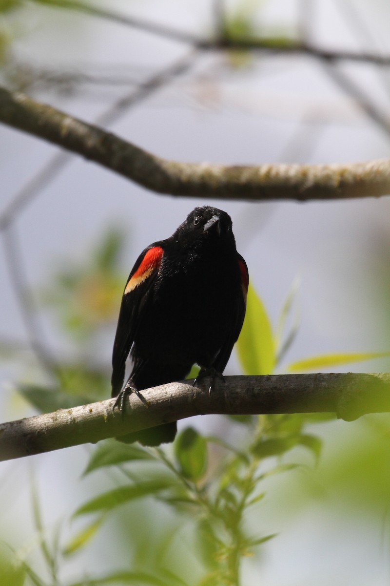 Red-winged Blackbird - ML635576968