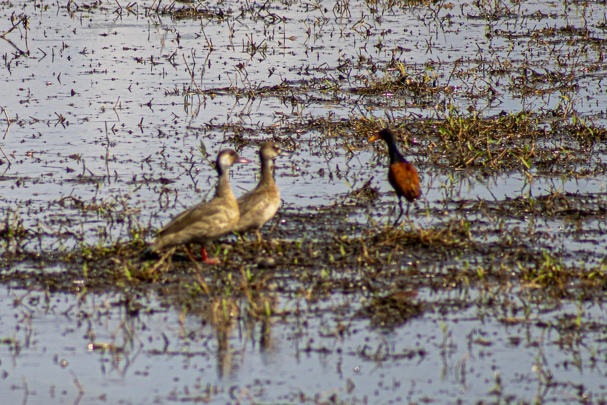 Wattled Jacana - ML635576994