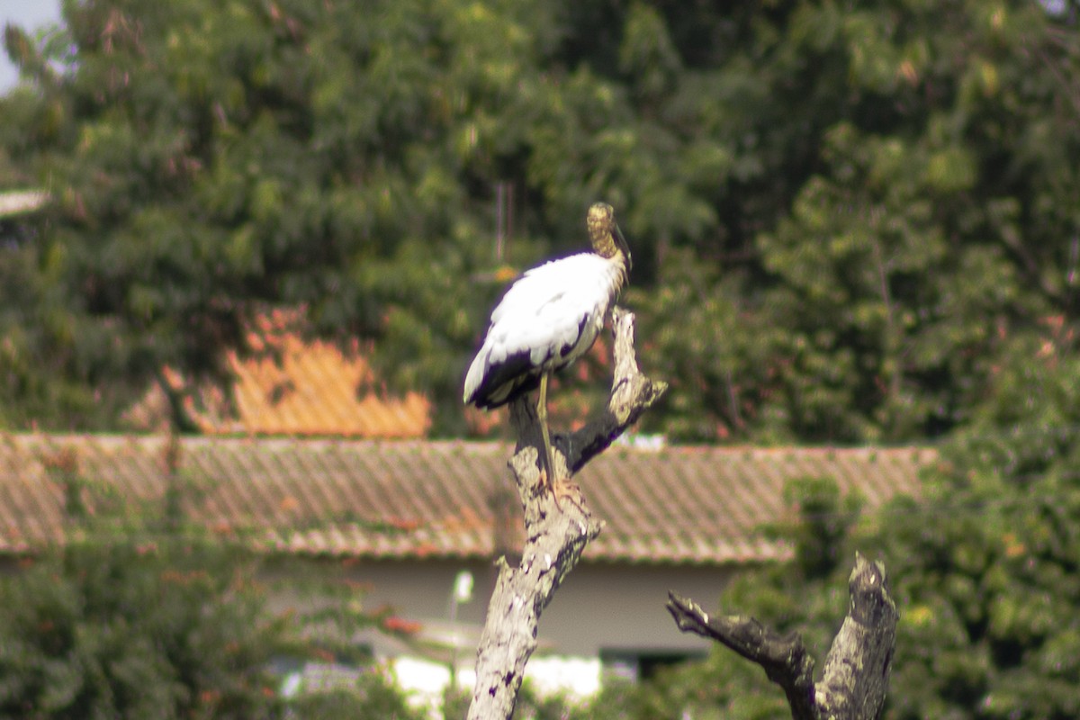 Wood Stork - ML635577011