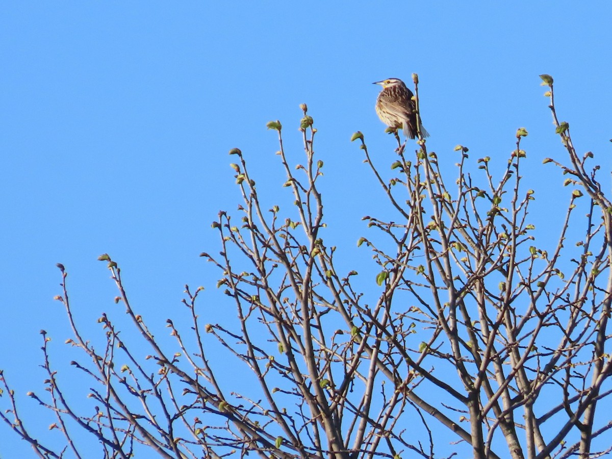 Eastern Meadowlark - ML635577016