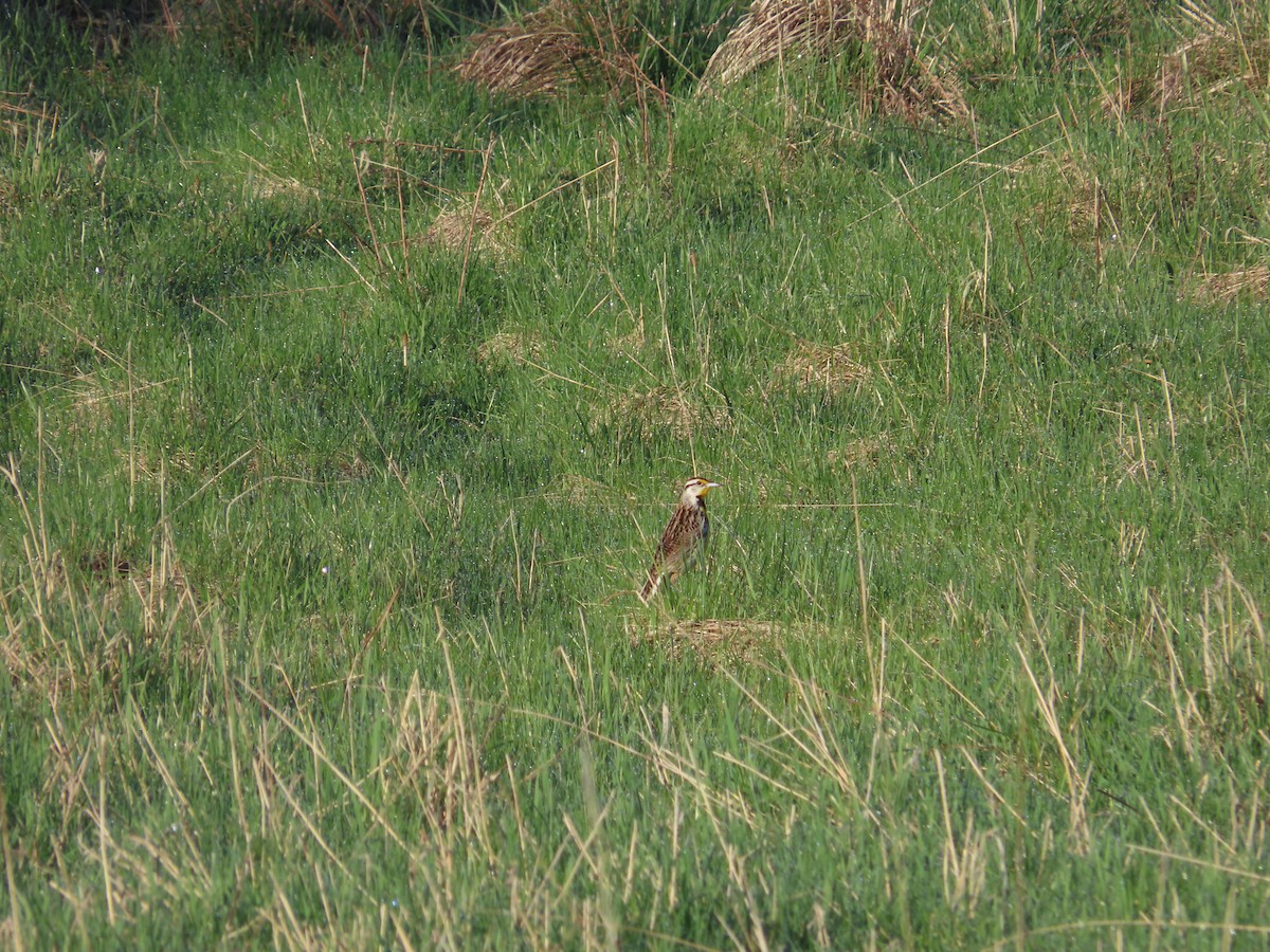 Eastern Meadowlark - ML635577017