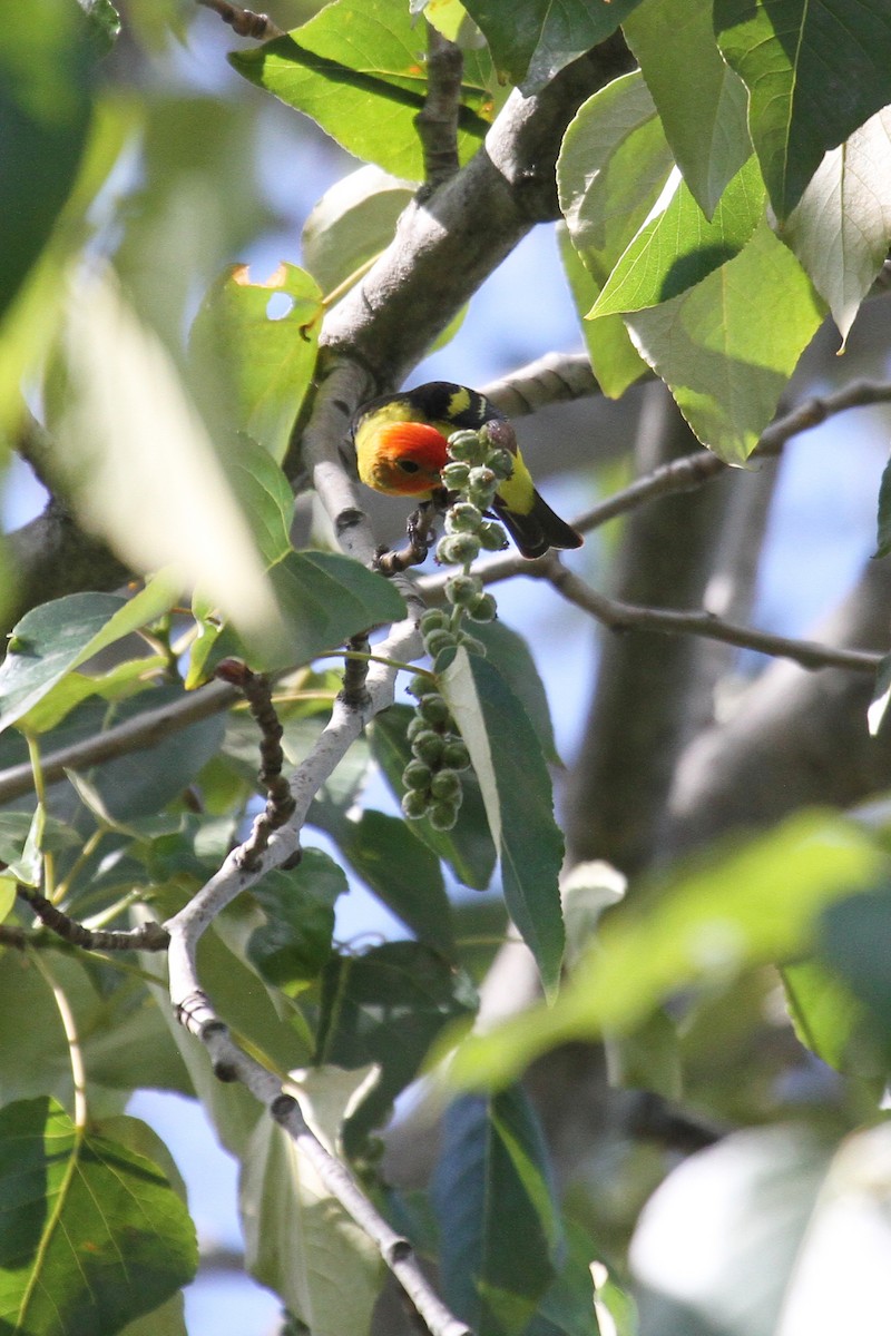 Western Tanager - ML635577025