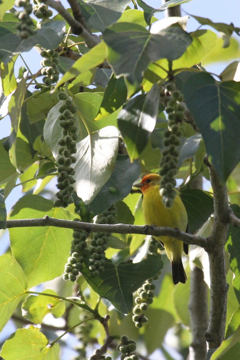 Western Tanager - ML635577032