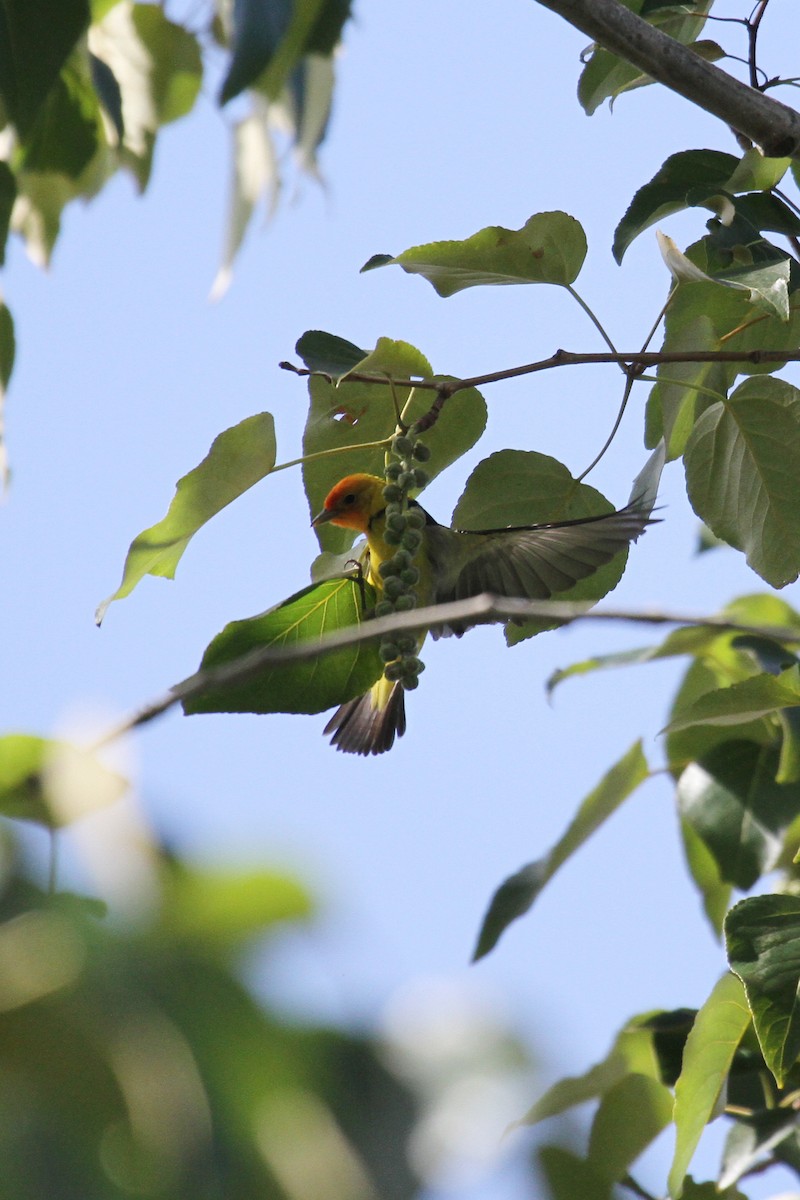 Western Tanager - ML635577036