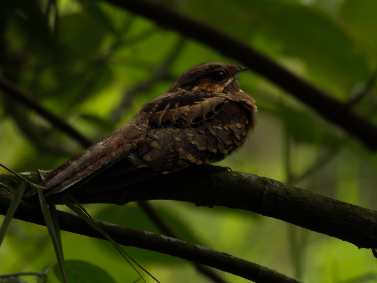 Пораке рудощокий - ML635577038