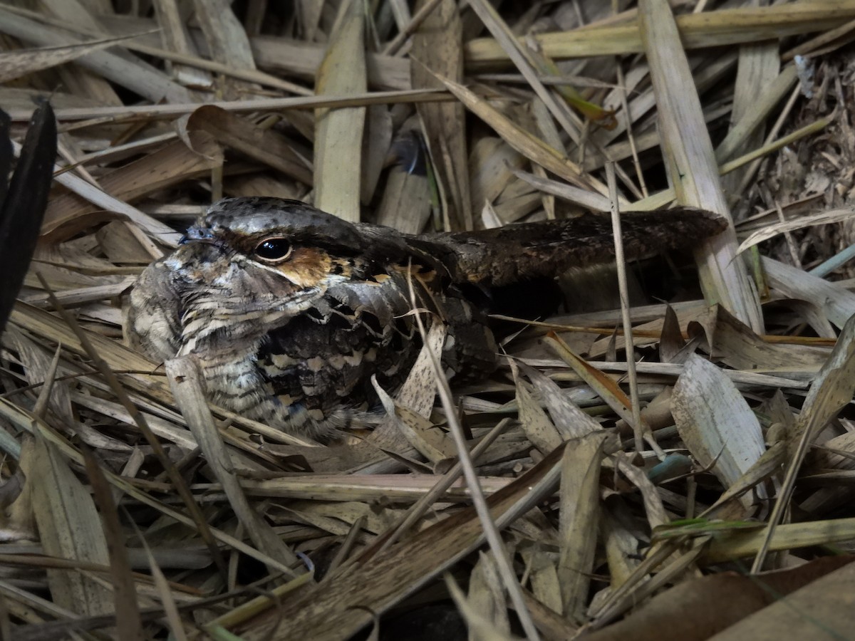 Пораке рудощокий - ML635577040