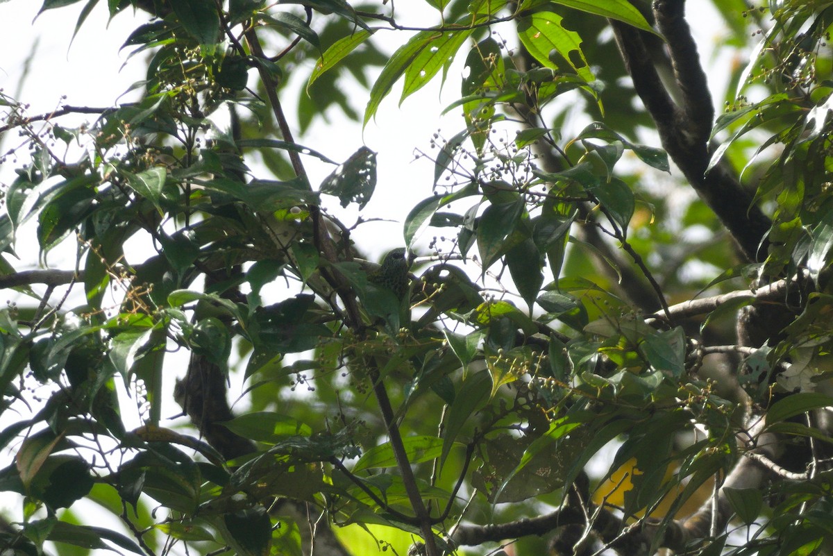 Spotted Tanager - ML635577076