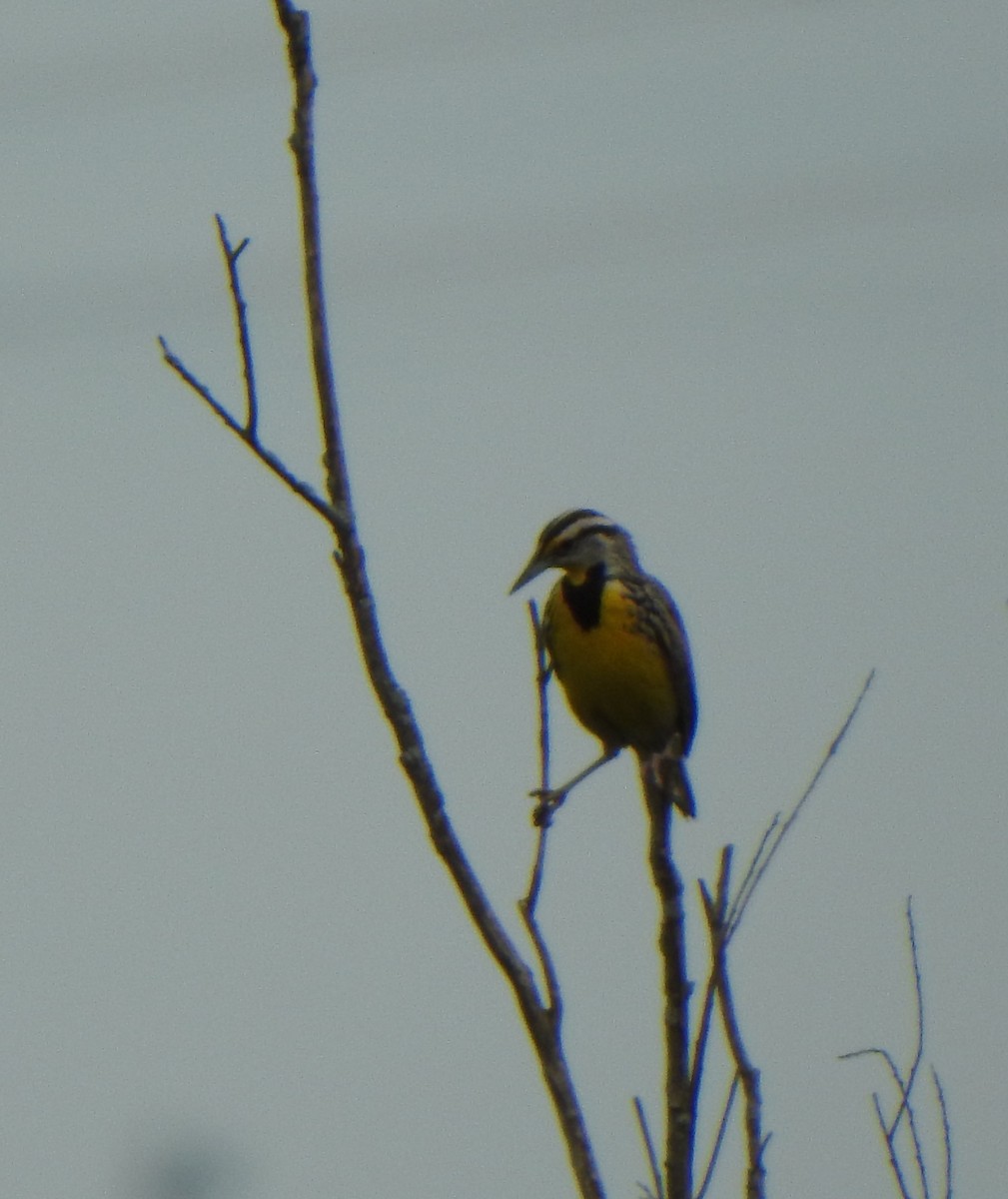 Eastern Meadowlark - ML635577111