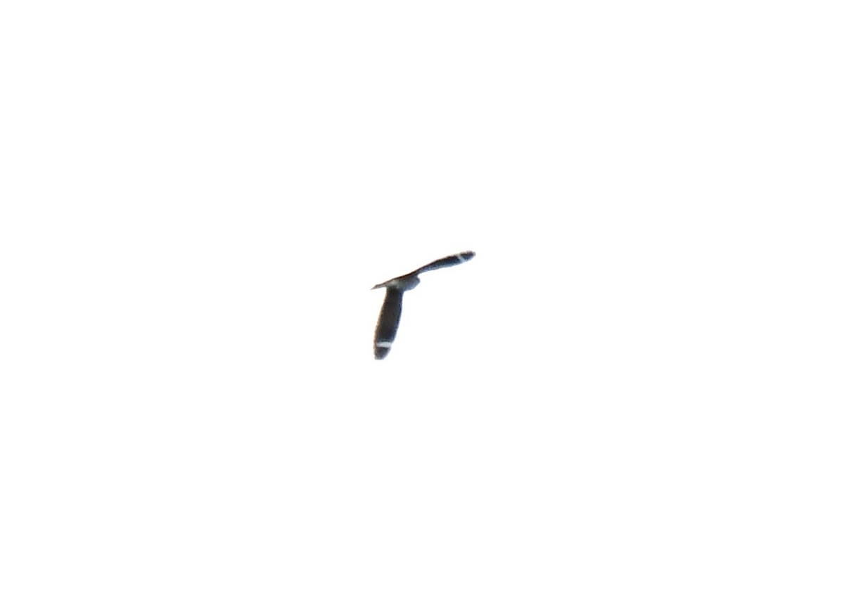 Least Nighthawk - ML635577115