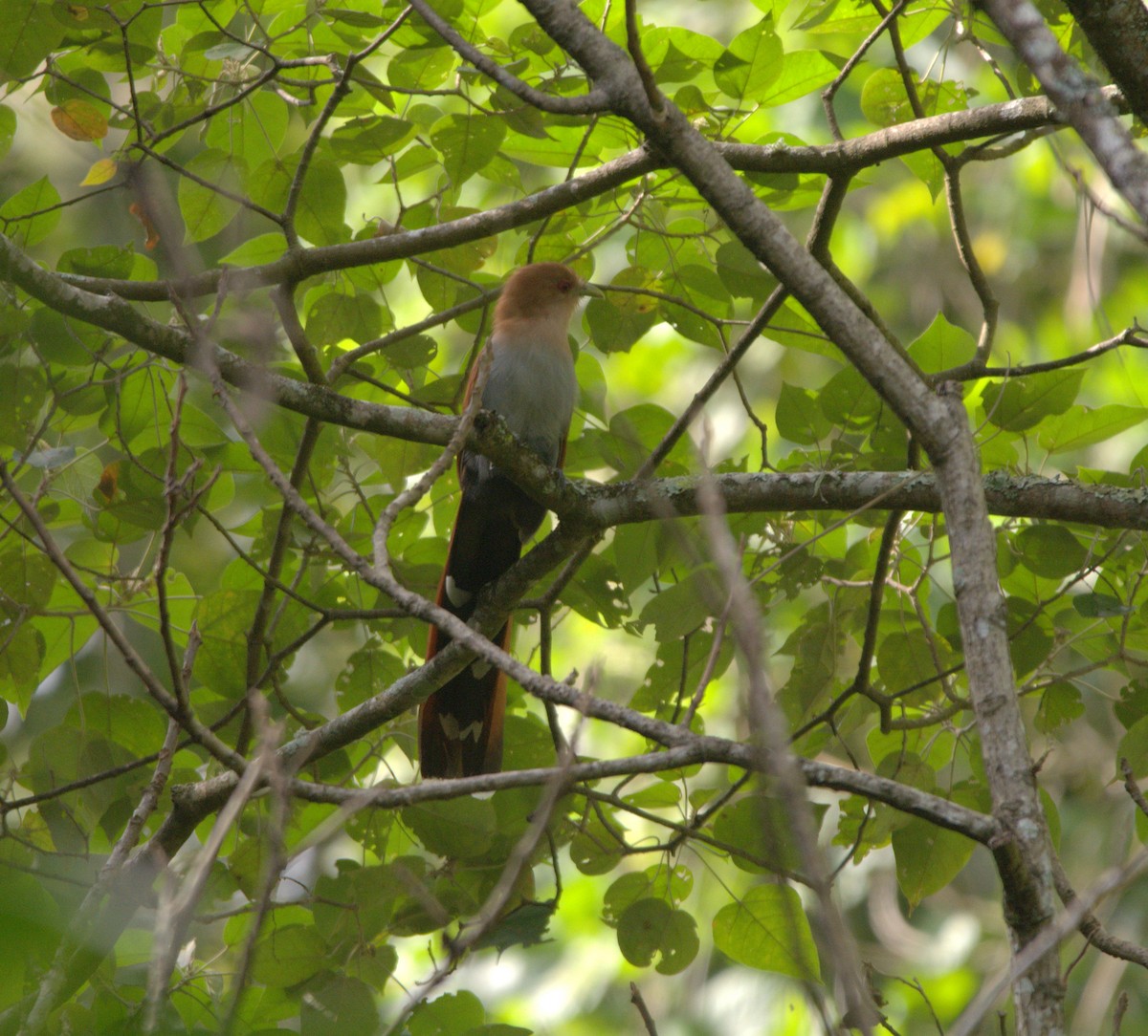 Cuco Ardilla Común - ML635577121
