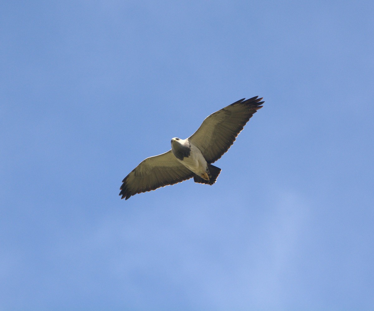 Águila Mora - ML635577145