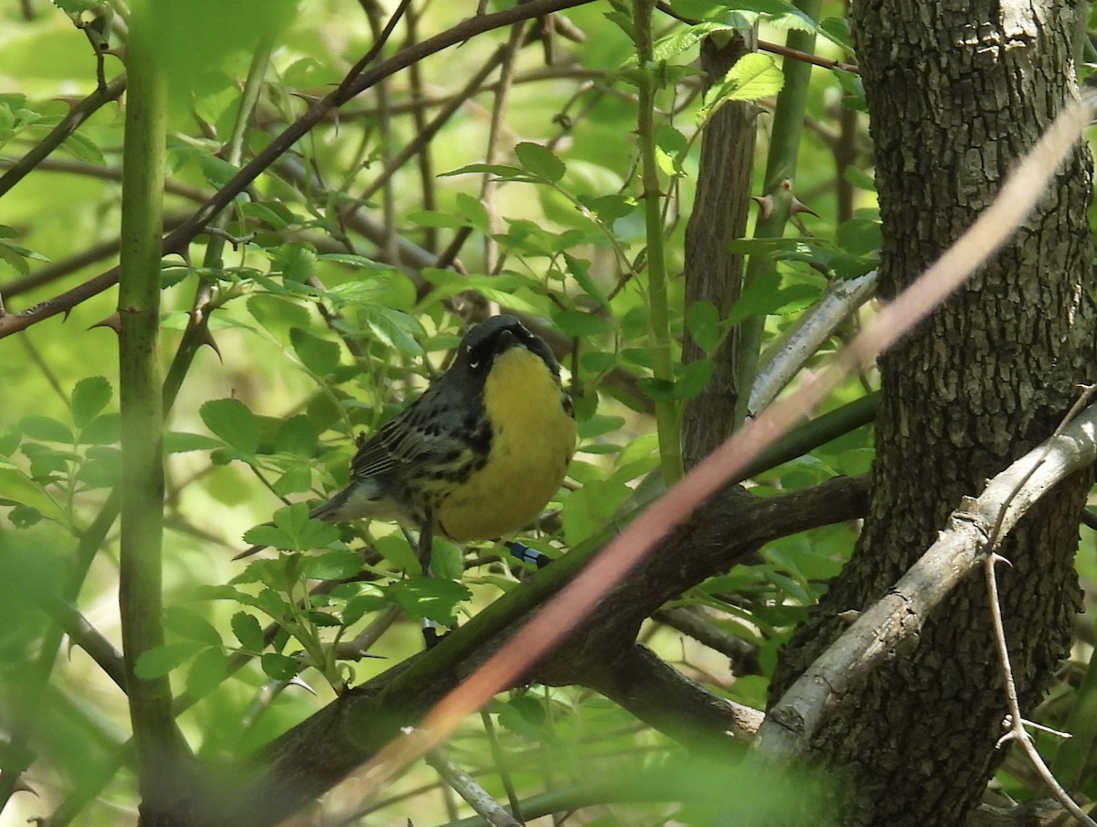 Kirtland's Warbler - ML635577157