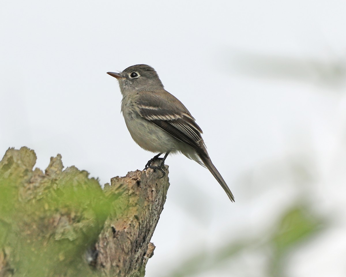 Least Flycatcher - ML635577165