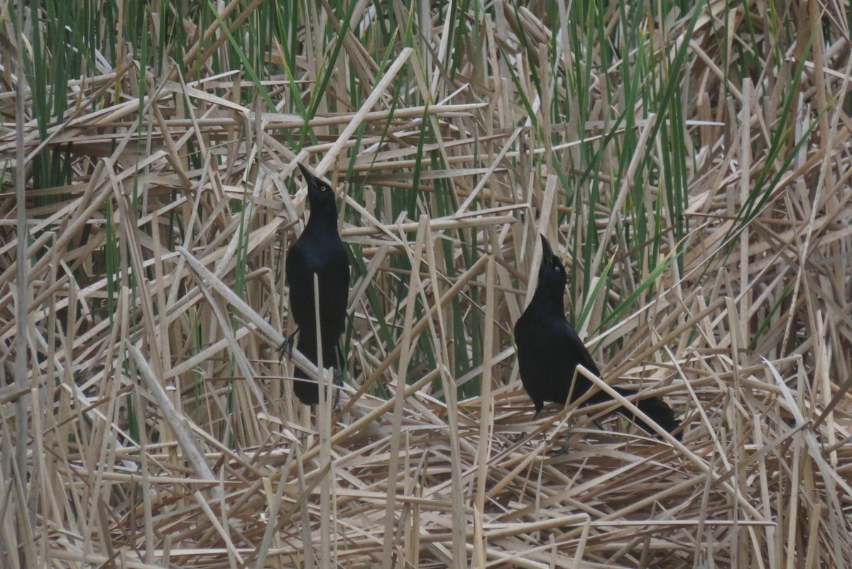 Boat-tailed Grackle - ML635577174