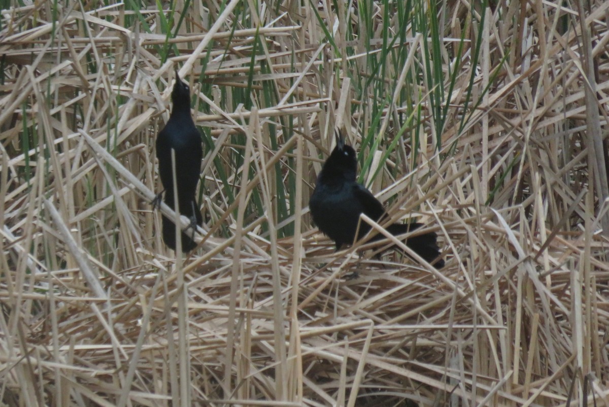 Boat-tailed Grackle - ML635577175