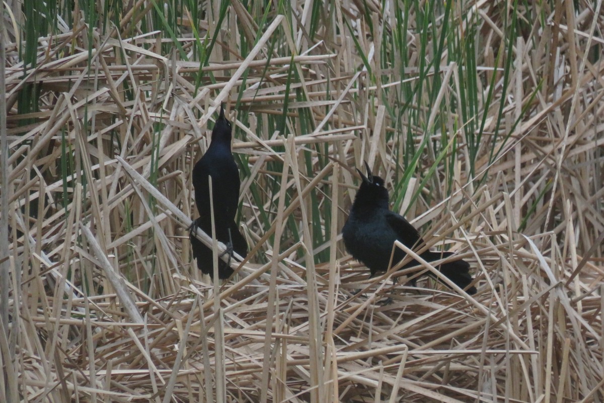 Boat-tailed Grackle - ML635577176