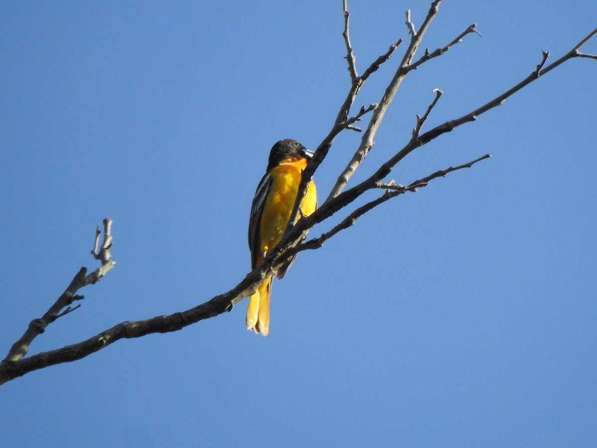 Baltimore Oriole - ML635577199