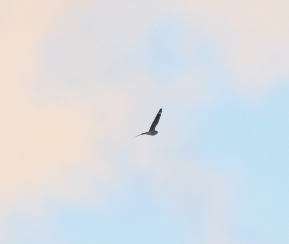 Least Nighthawk - ML635577219