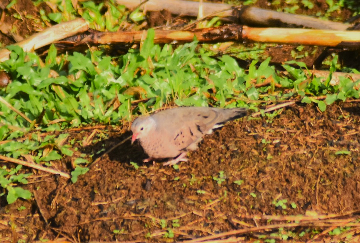 eBird Checklist - 10 May 2025 - Calle Loria - 38 species