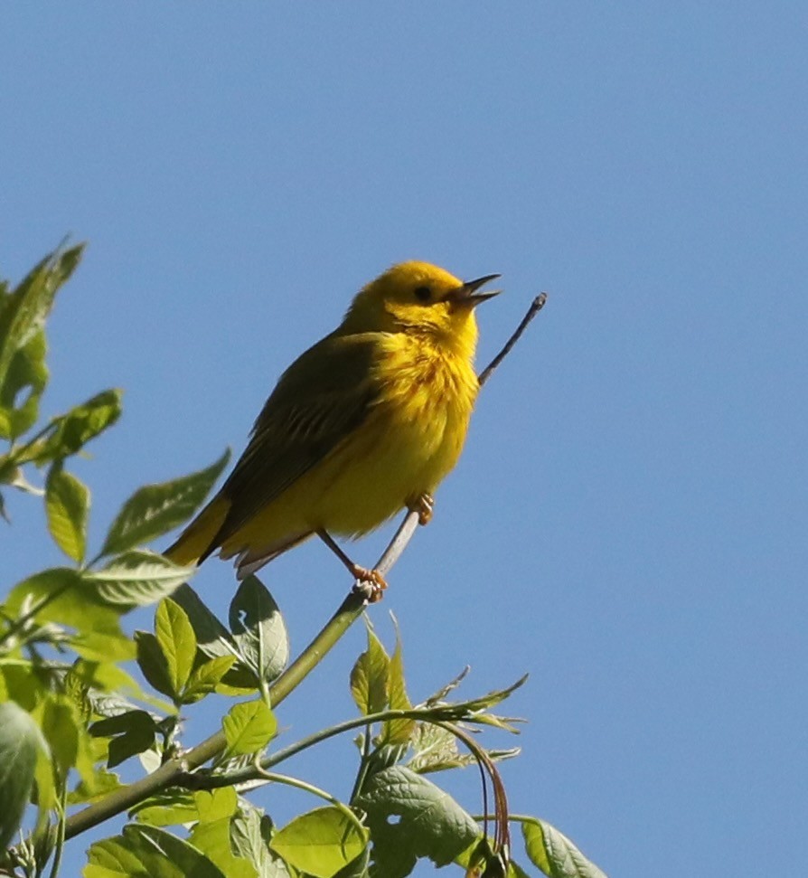Yellow Warbler - ML635577247
