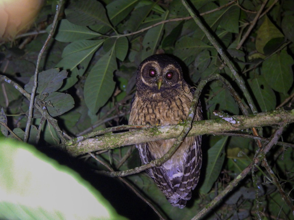 Сова-лісовик бура - ML635577268