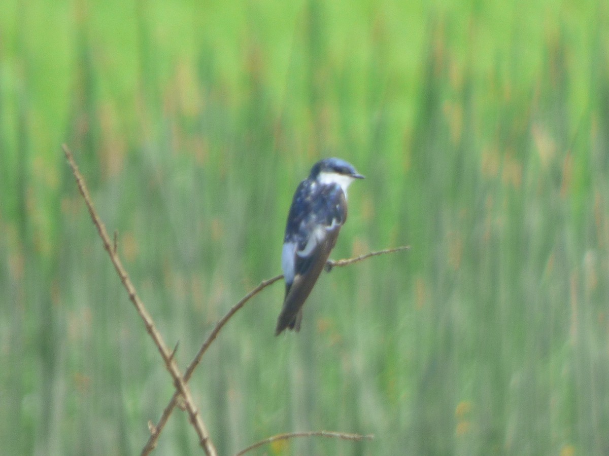 White-winged Swallow - ML635577630