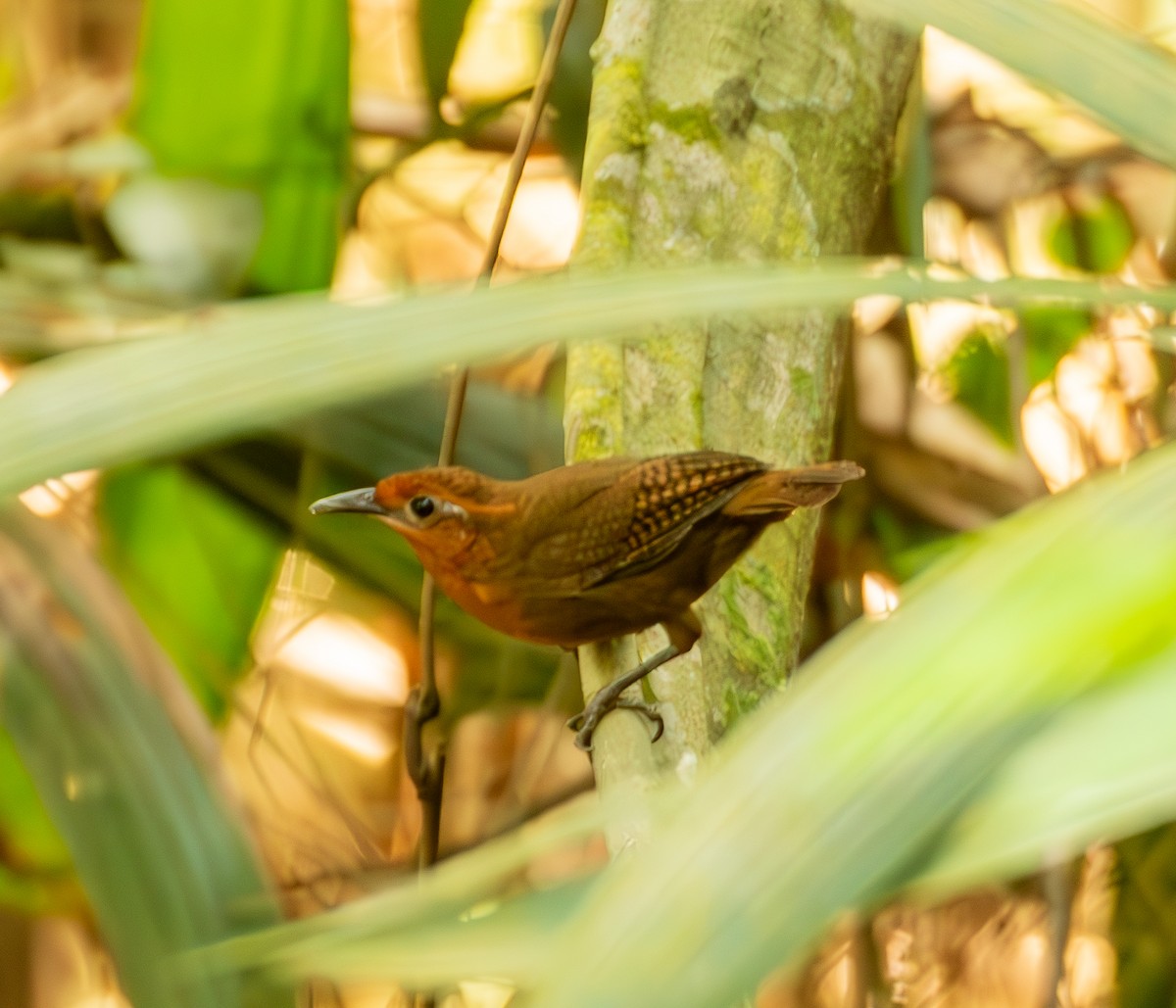 Musician Wren (Ferruginous) - ML635577721