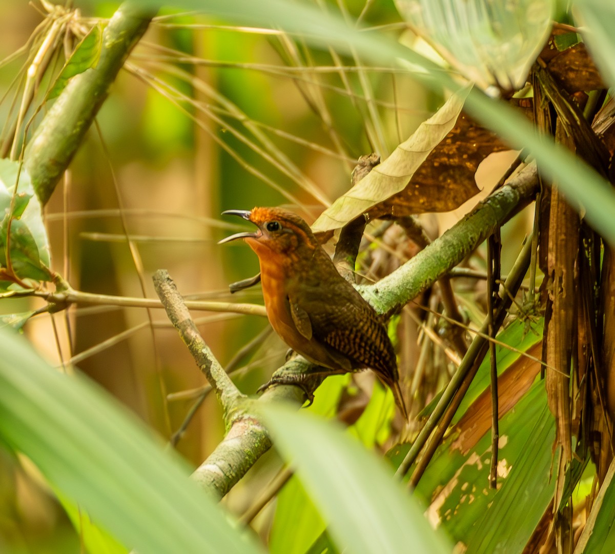 Musician Wren (Ferruginous) - ML635577723