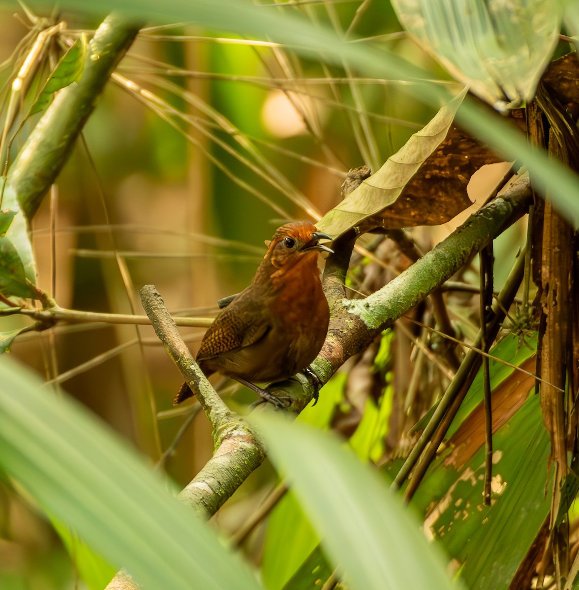 Musician Wren (Ferruginous) - ML635577724