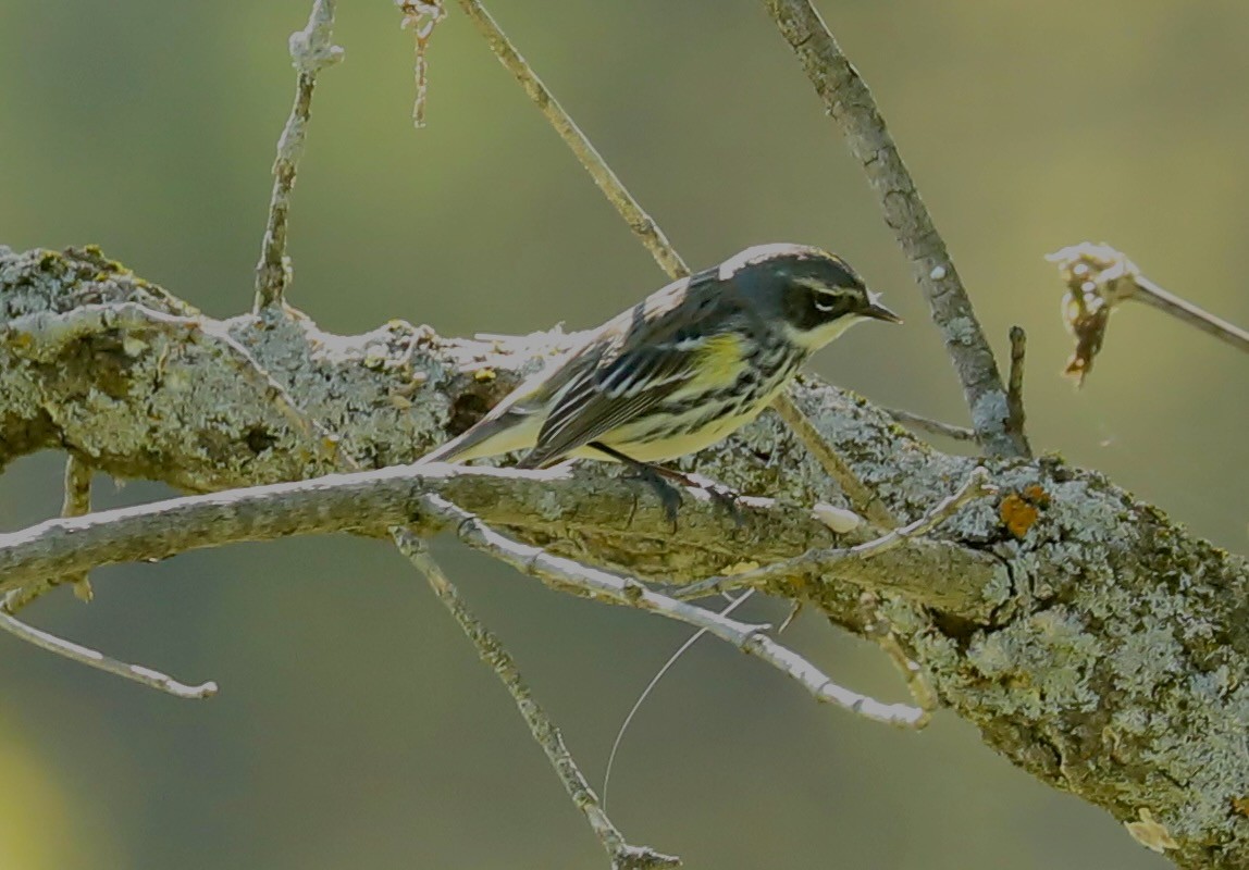 Yellow-rumped Warbler - ML635577766