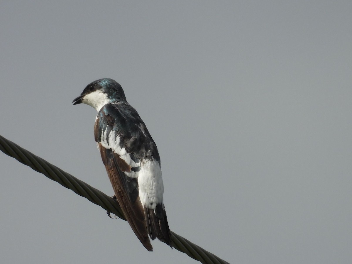 White-winged Swallow - ML635577826