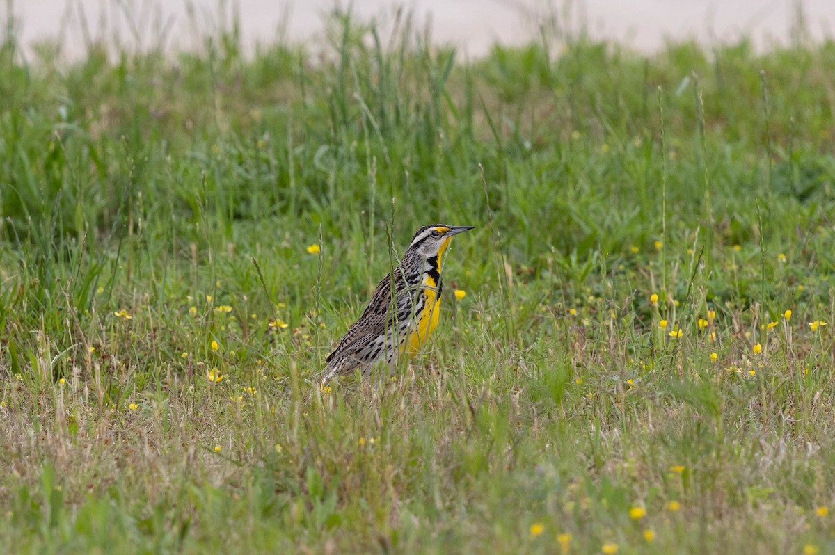 Eastern Meadowlark - ML635577863