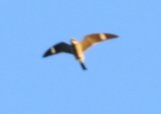 Common Nighthawk - ML635577882