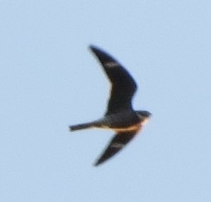 Common Nighthawk - ML635577883