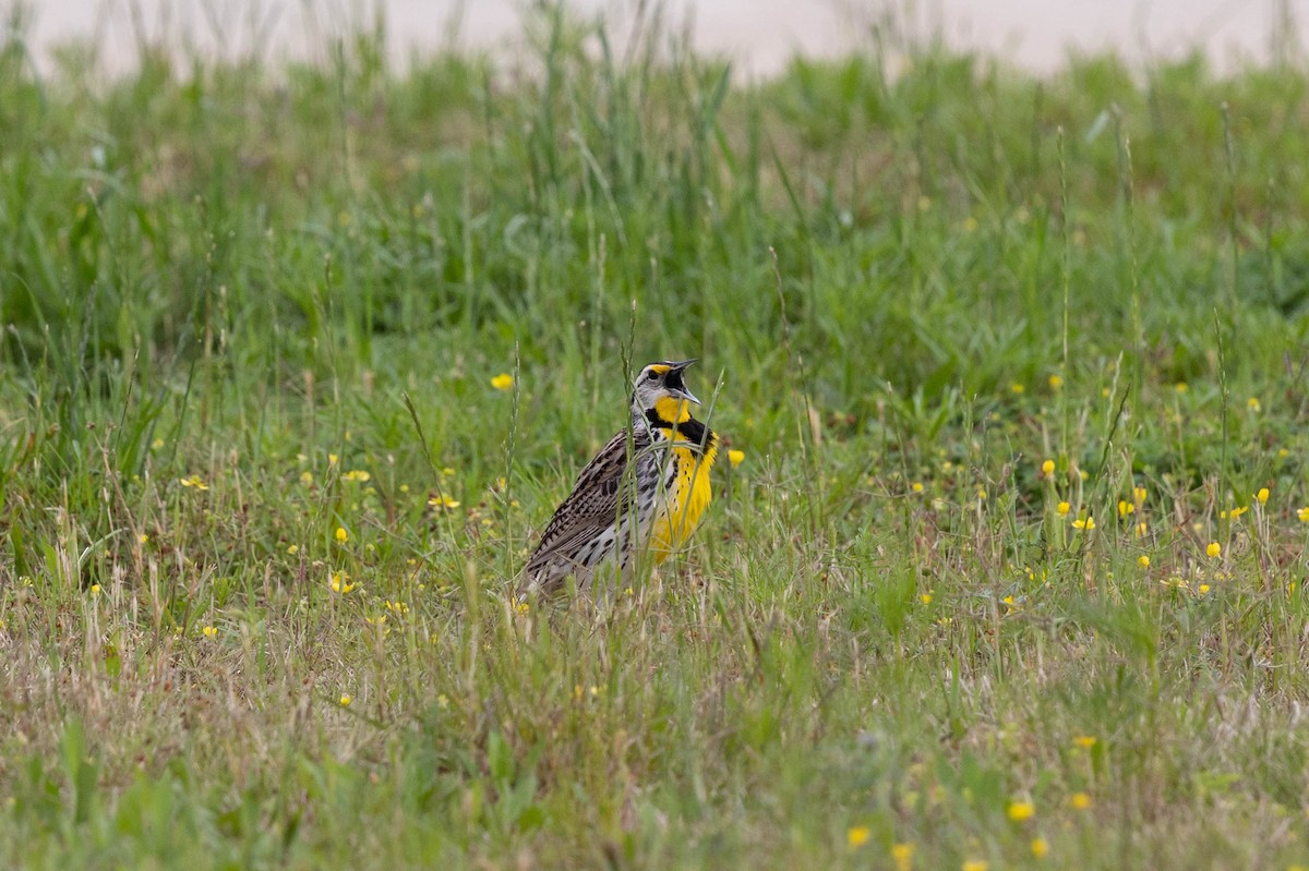 Eastern Meadowlark - ML635577886