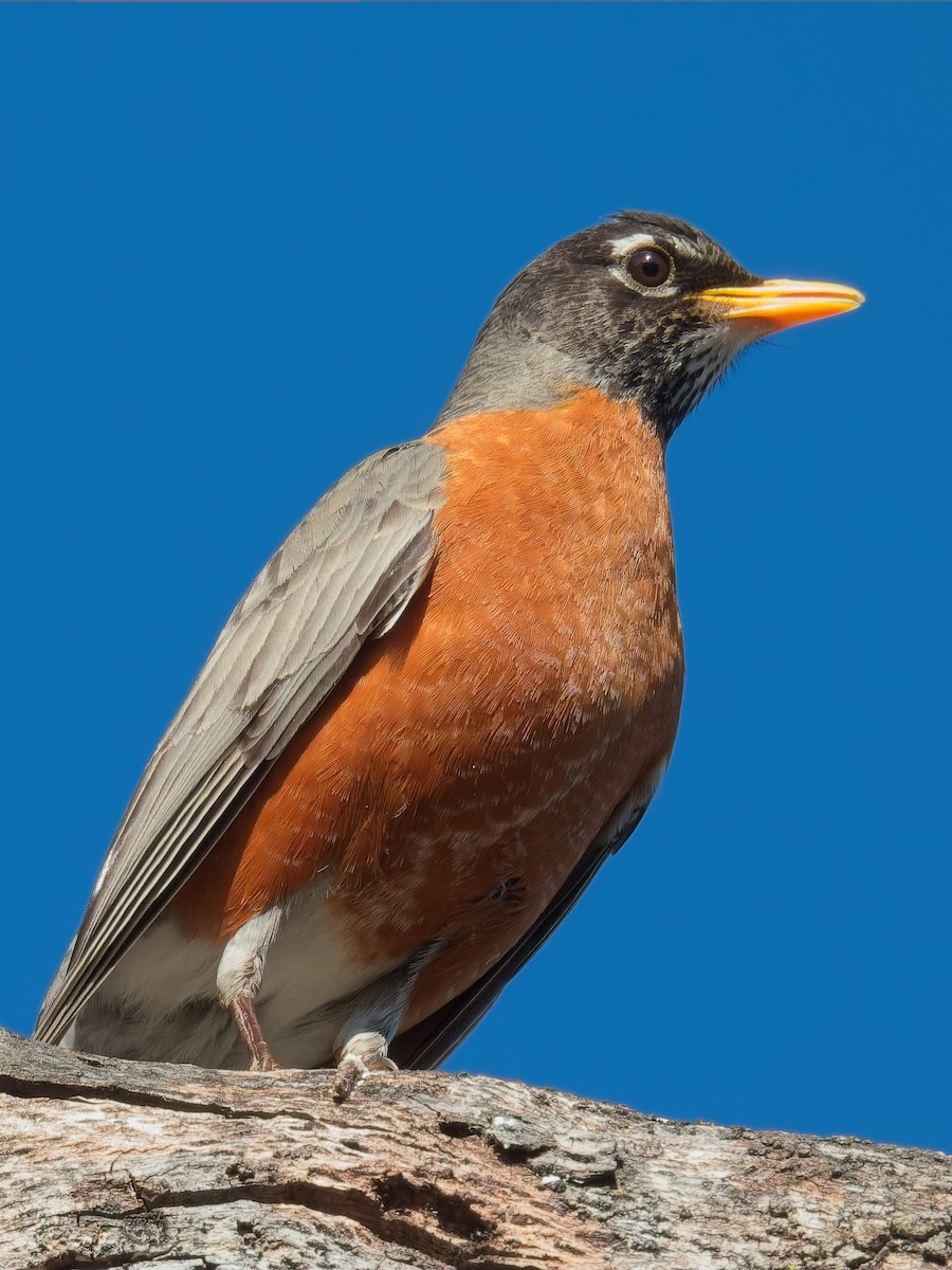 American Robin - ML635577927