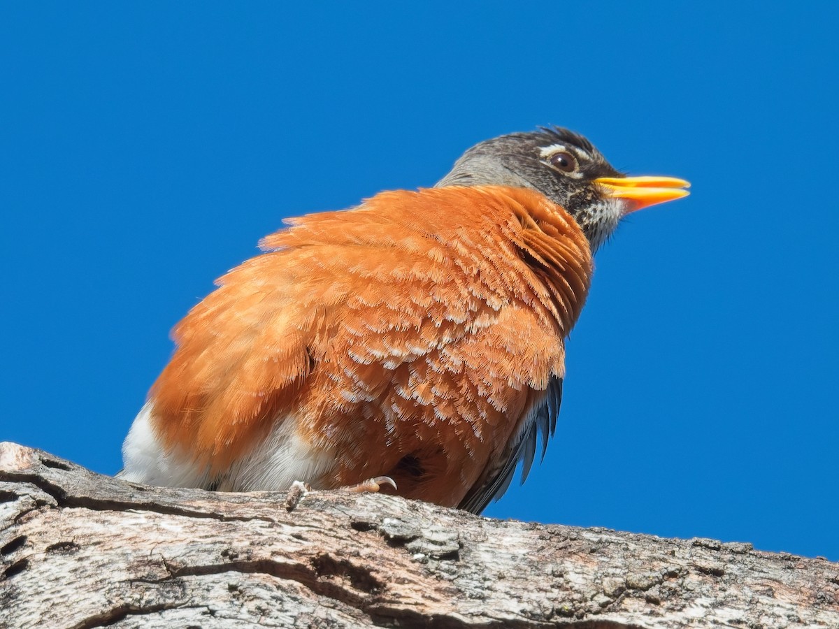 American Robin - ML635577932