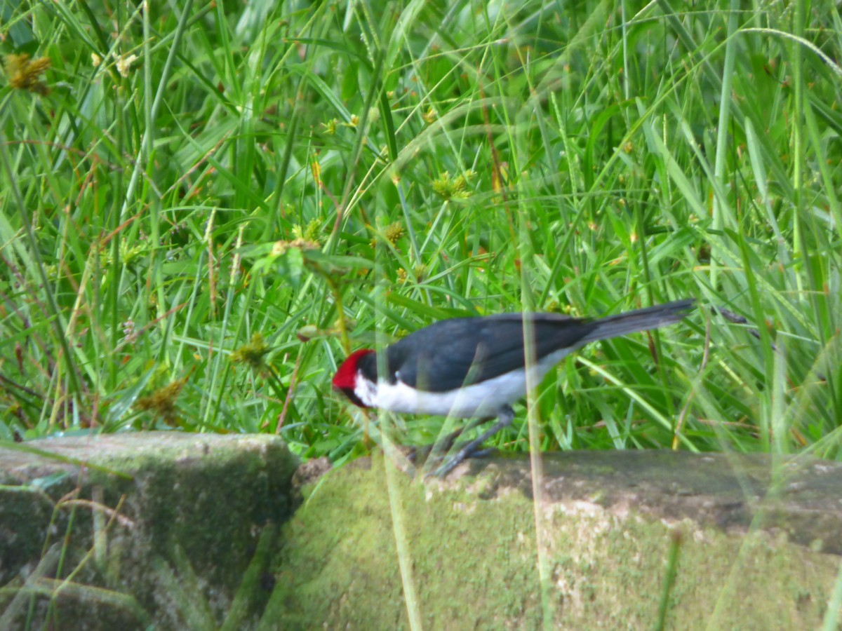 Masked Cardinal - ML635577934