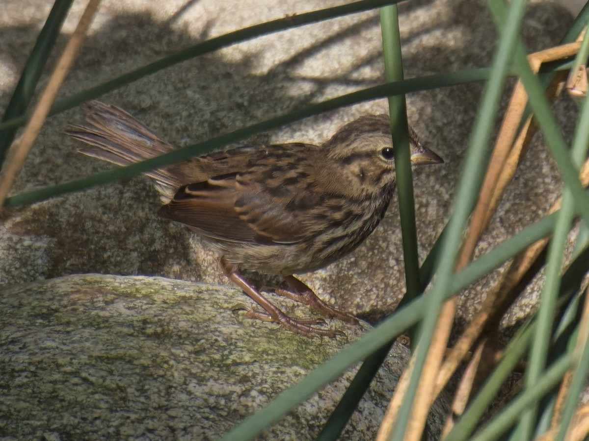 Song Sparrow - ML635577991