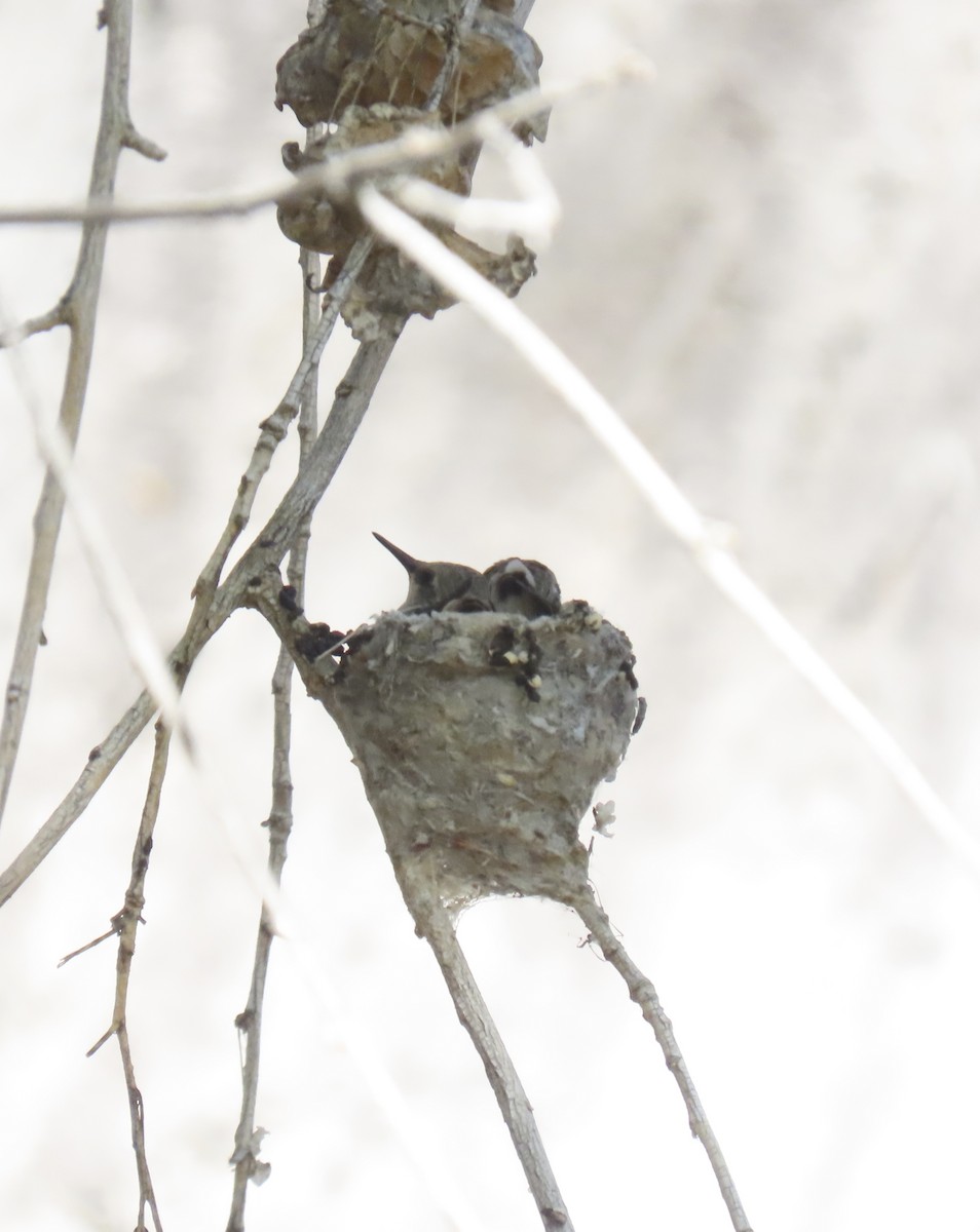 Costa's Hummingbird - ML635578009