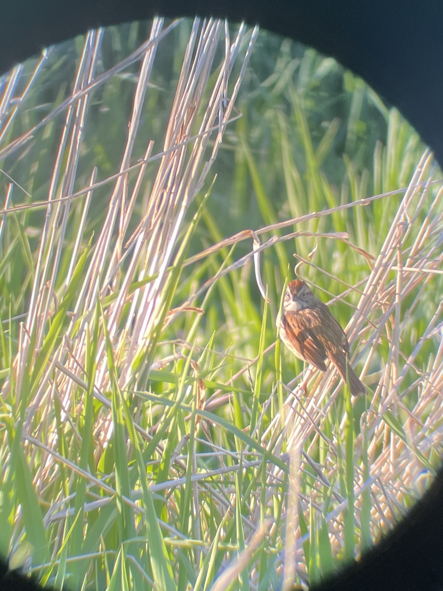 Swamp Sparrow - ML635578051