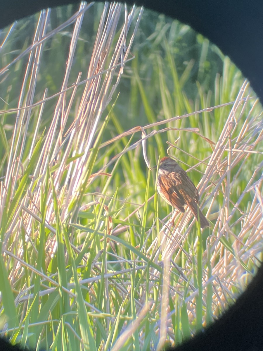 Swamp Sparrow - ML635578052