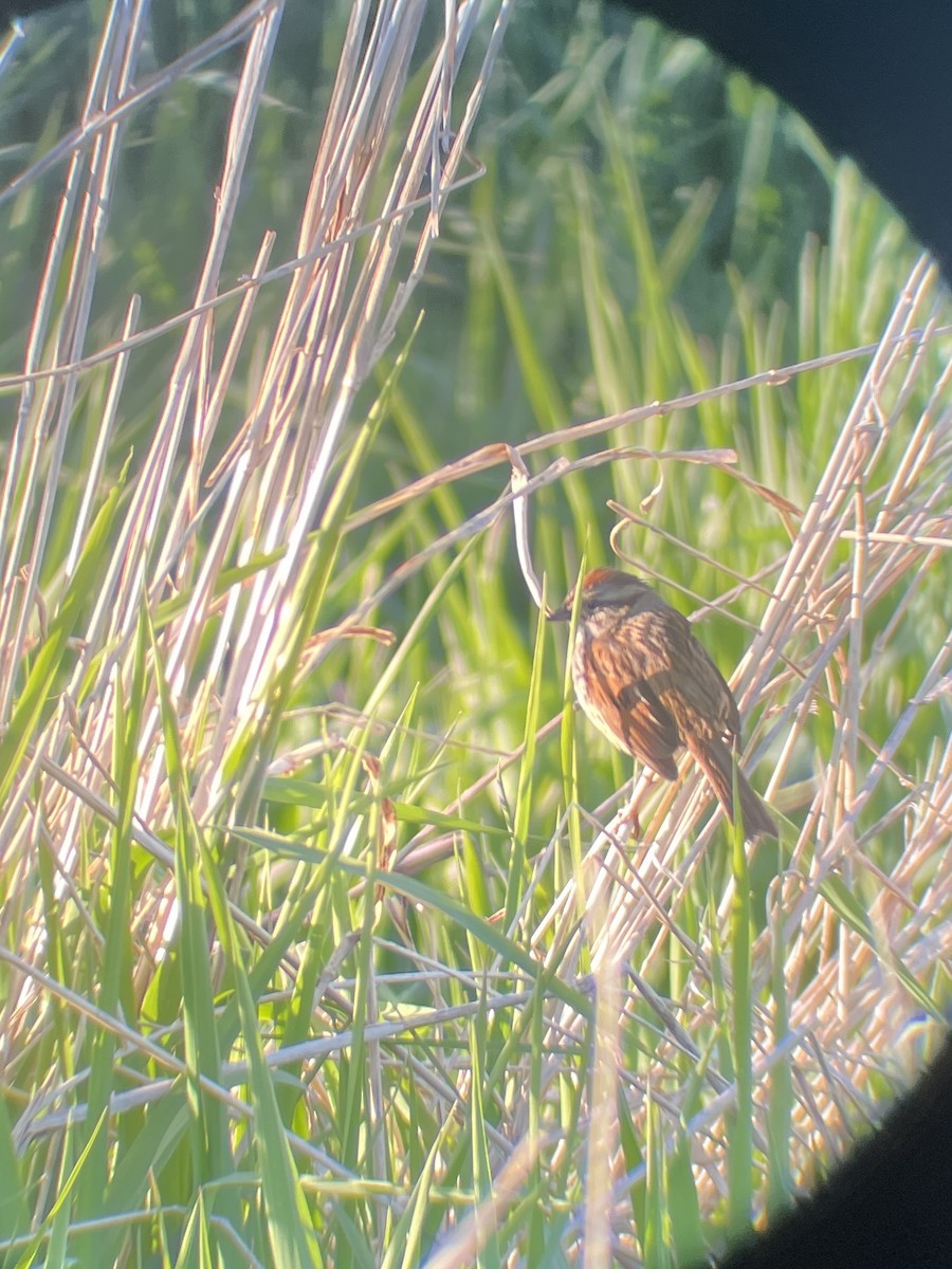 Swamp Sparrow - ML635578053