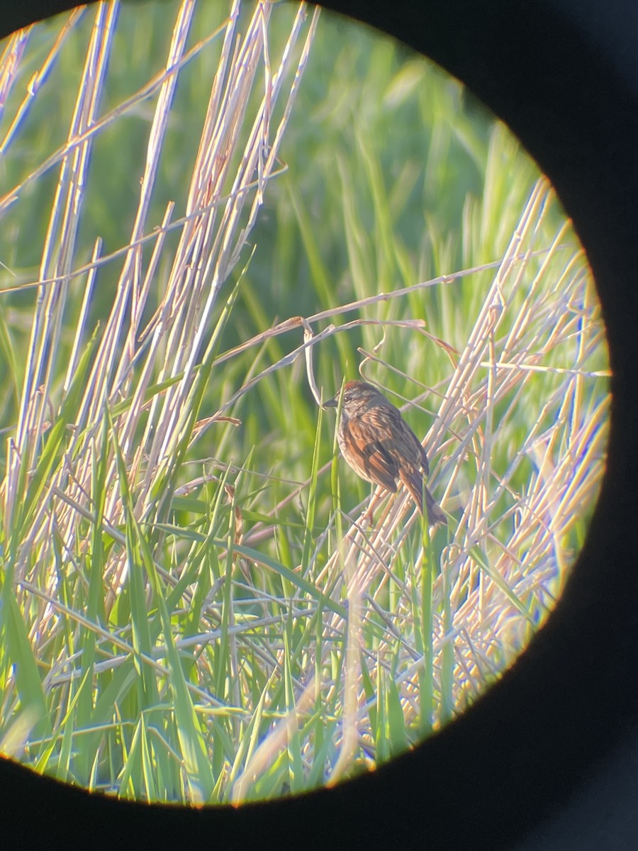 Swamp Sparrow - ML635578054