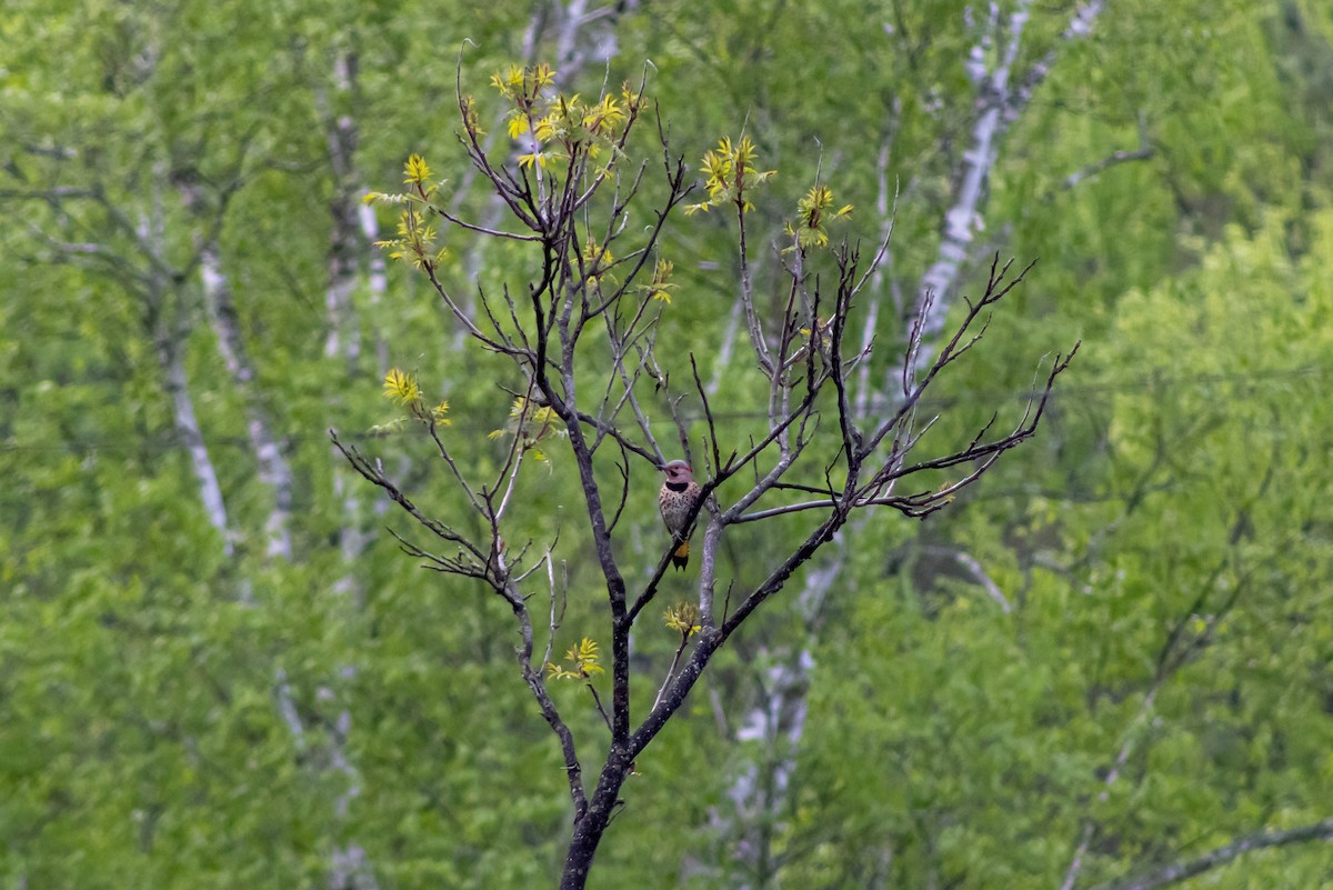 Northern Flicker (Yellow-shafted) - ML635578056