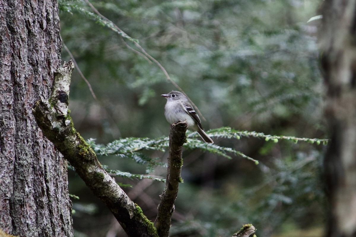 Least Flycatcher - ML635578082