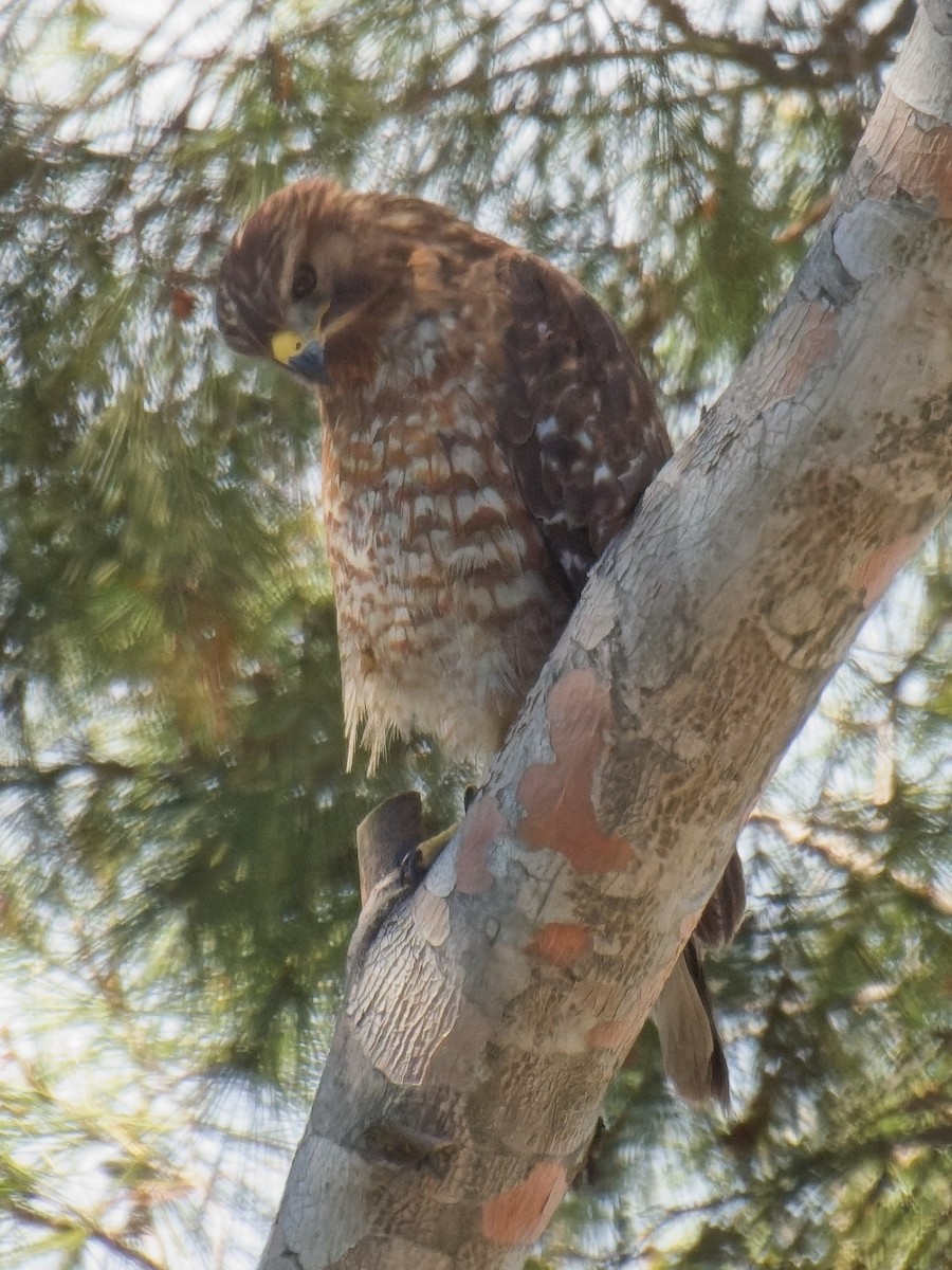 Red-shouldered Hawk - ML635578084